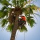 Treetime Design Climbing Palm Trees Safely