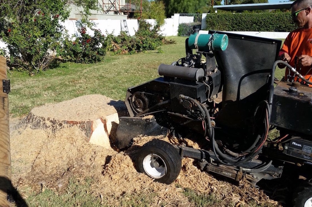 Treetime Design Residential & Commercial Tree Removal in Phoenix, AZ