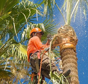 service icon - palm tree trimming & skinning